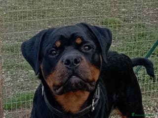 Rottweiler cani Rottweiler maschio in adozione - Annuncio 3
