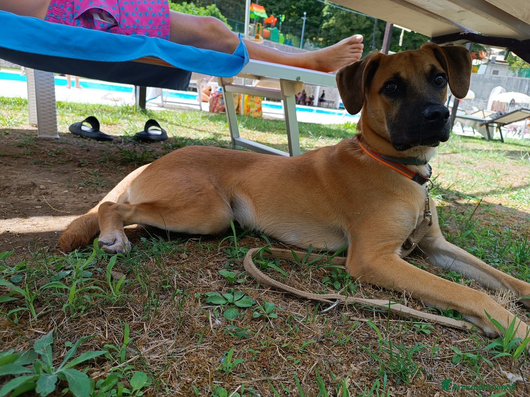 Meticcio cani in regalo: Cerco famiglia per questo adorabile cucciolo - Immagine 3