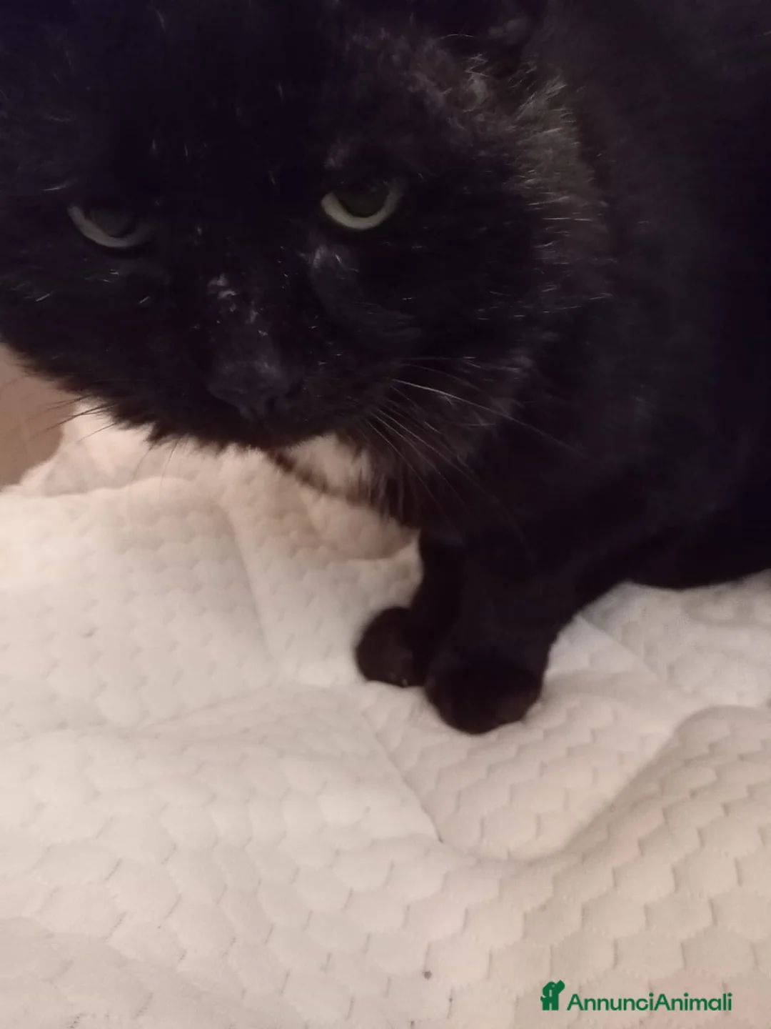 Europeo gatti in regalo: ADOZIONE DEL CUORE ❤️ gatto 12 anni a Provincia di Padova - Annuncio 2