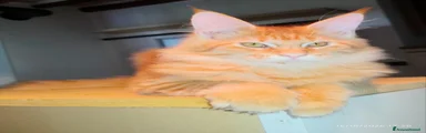Maine Coon 1