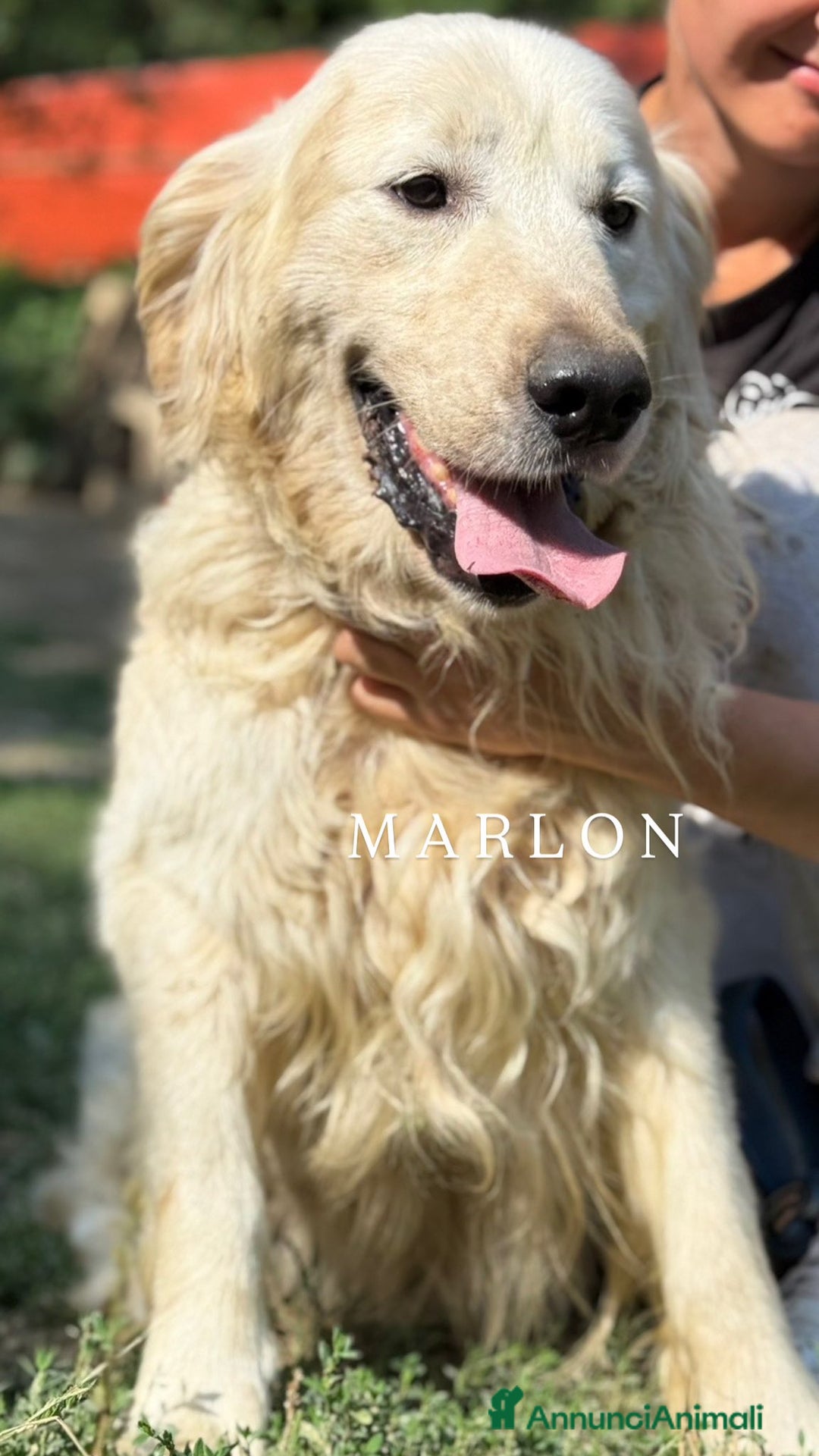 Meticcio cani in regalo: MARLEY, il gigante più buono di tutti - Annuncio 7