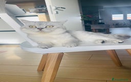 Scottish gatti per accoppiamento: Annuncio per accoppiamento  - Immagine 1