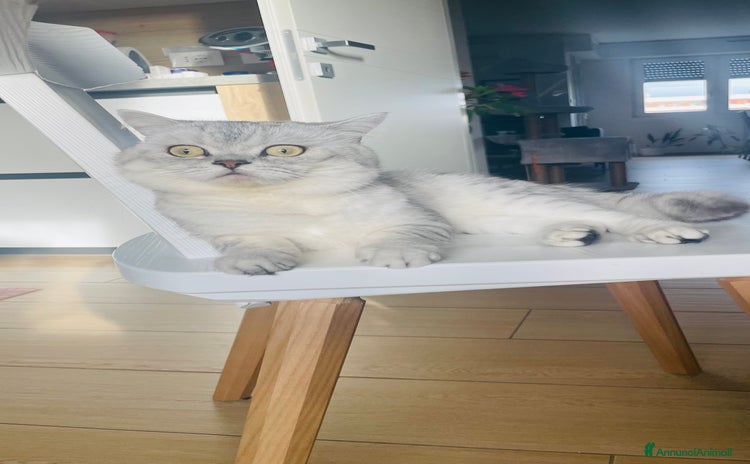 Scottish gatti - Annuncio 8