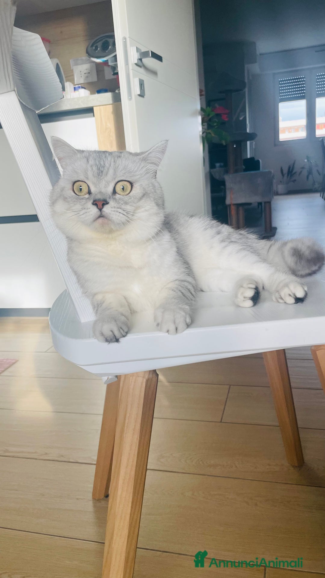 Scottish gatti per accoppiamento: Annuncio per accoppiamento  - Immagine 1