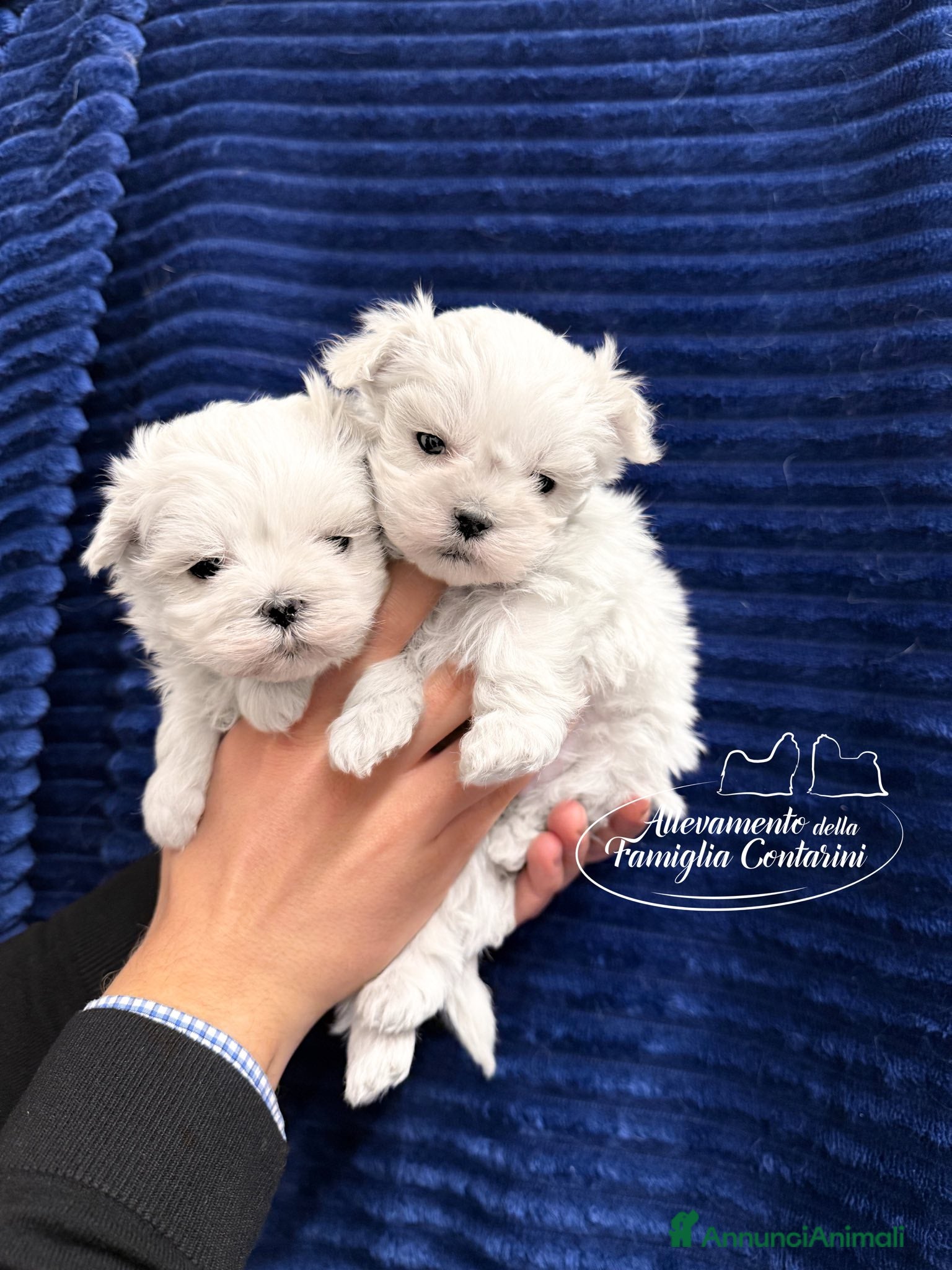Maltese cani MALTESI TOY CUCCIOLI - Annuncio 20