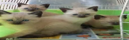 Thai gatti in vendita: Stupendi Thai - Annuncio 5