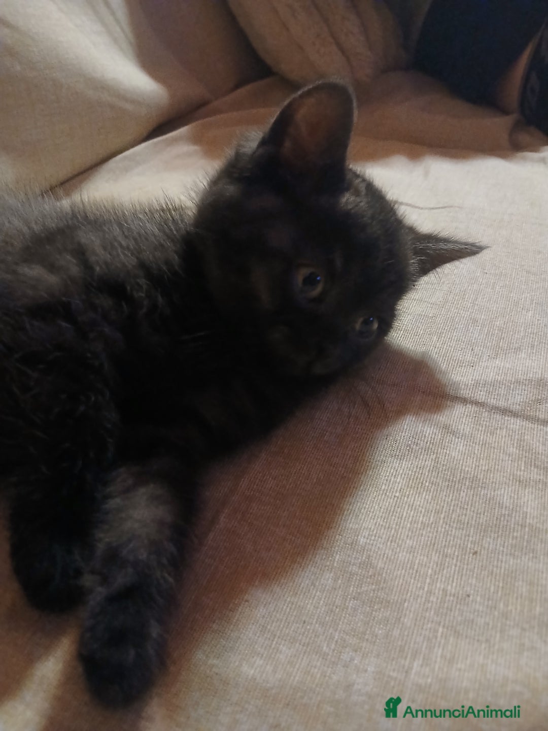 Scottish gatti in vendita: Cucciolo scottish straight  - Annuncio 6