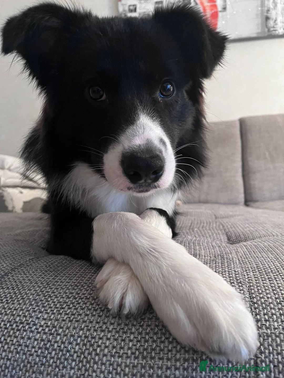 Bearded Collie cani in regalo: Sky border collie ottimo carattere a Città Metropolitana di Bologna - Annuncio 5