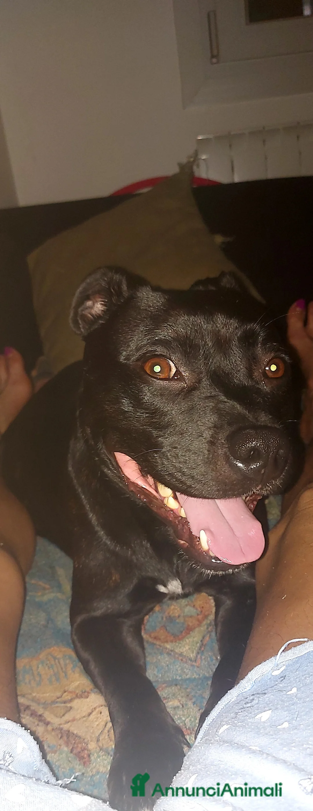 Staffordshire cani in vendita: STAFFORDSHIRE BULL TERRIER  - Annuncio 2