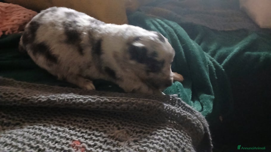 Immagine della galleria {{count}}