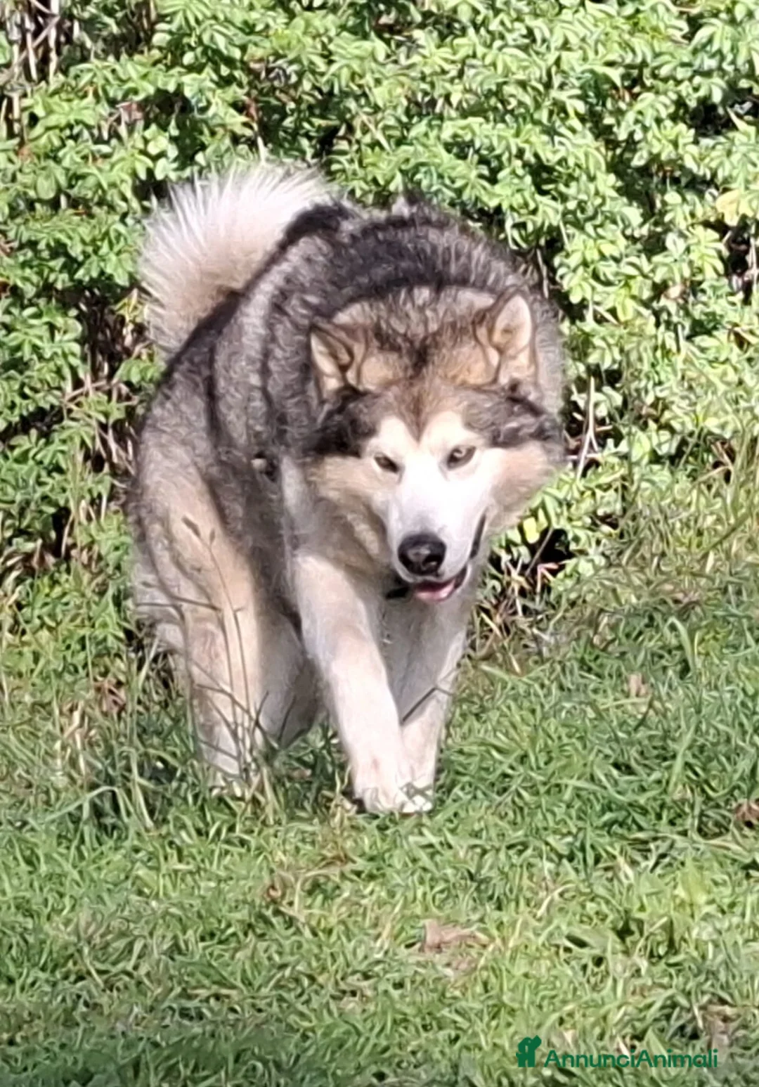 Alaskan Malamute cani per accoppiamento: Alaskan Malamute maschio per monta - Annuncio 1