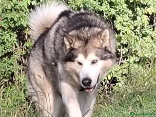 Alaskan Malamute cani Alaskan Malamute maschio per monta - Annuncio 1