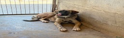 Meticcio cani in regalo: NAIKE, cucciolona dolce e coccolona! Mix KANGAL. - Annuncio 5