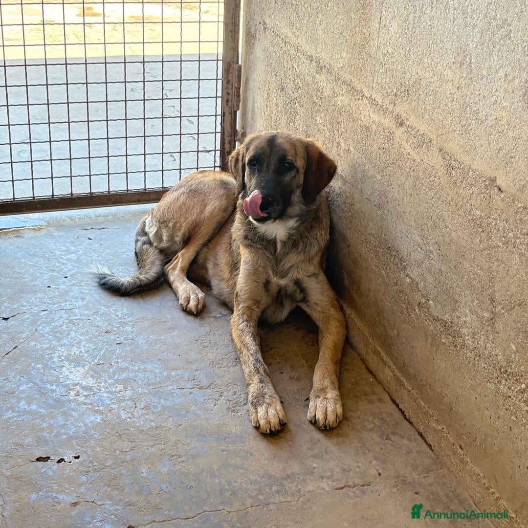 Meticcio cani in regalo: NAIKE, cucciolona dolce e coccolona! Mix KANGAL. - Annuncio 5