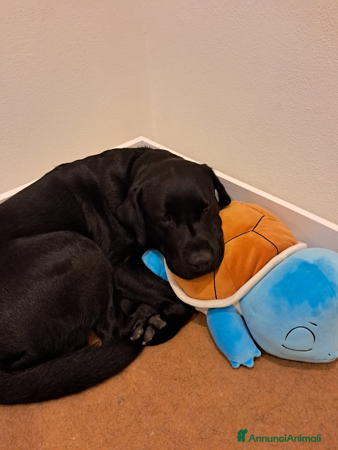 Labrador cani per accoppiamento: cerco femmina per accoppiamento - Annuncio 2