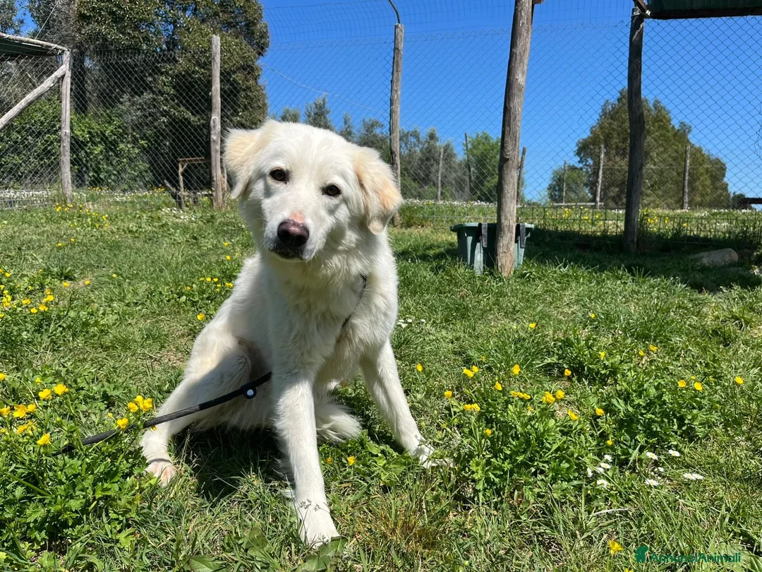 Meticcio cani in regalo: LUCIA DA SEMPRE IN CANILE CERCA LA SUA FAMIGLIA - Annuncio 2