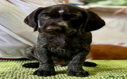 Drahthaar cani in vendita: Cuccioli di Drahthaar  a Provincia di Pordenone - Immagine 7