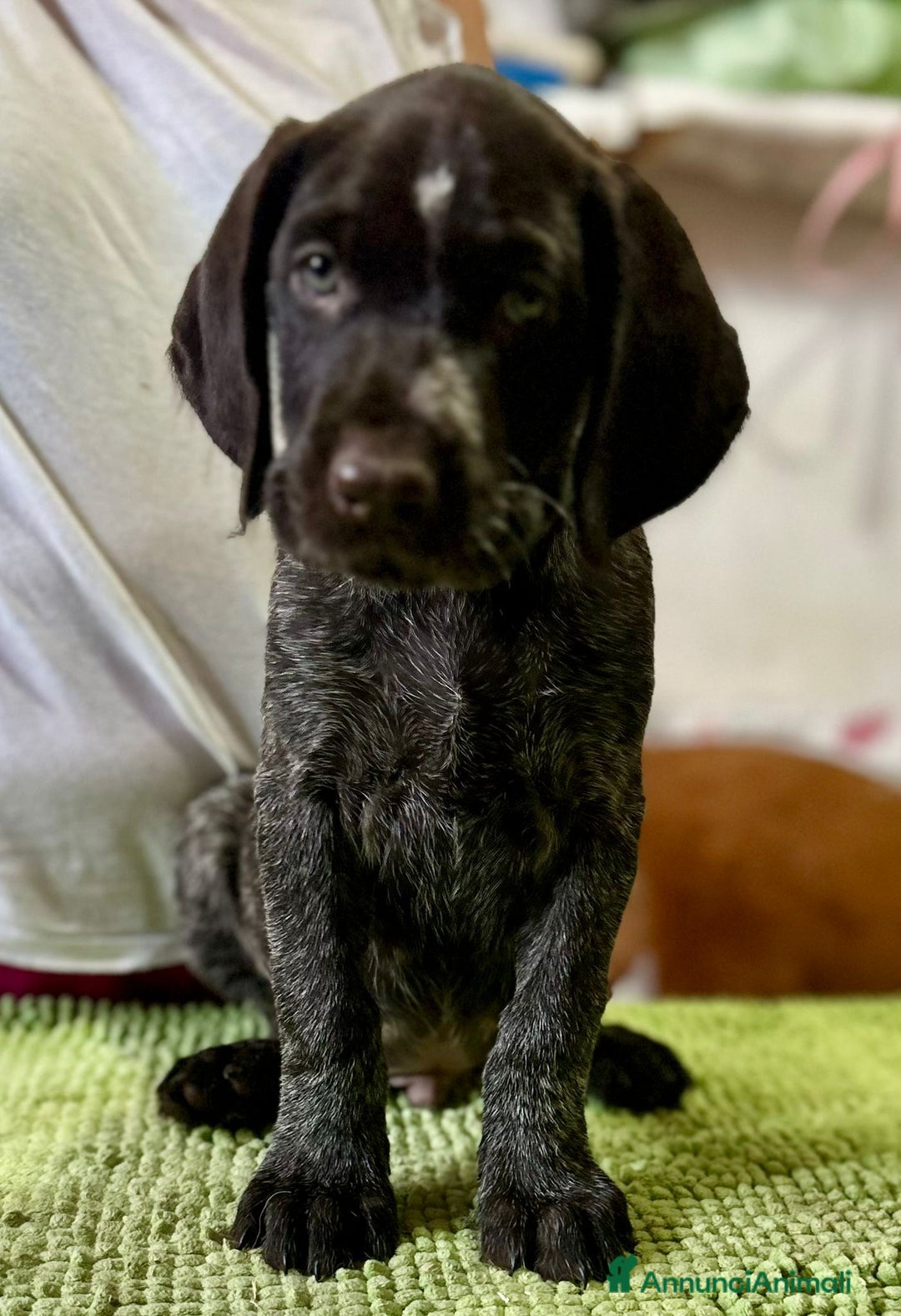 Drahthaar cani in vendita: Cuccioli di Drahthaar  a Provincia di Pordenone - Immagine 7