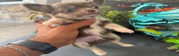 Chihuahua cani in vendita: 2 boy e 1 girl chihuahua pelo lungo pedigree enci  - Annuncio 9