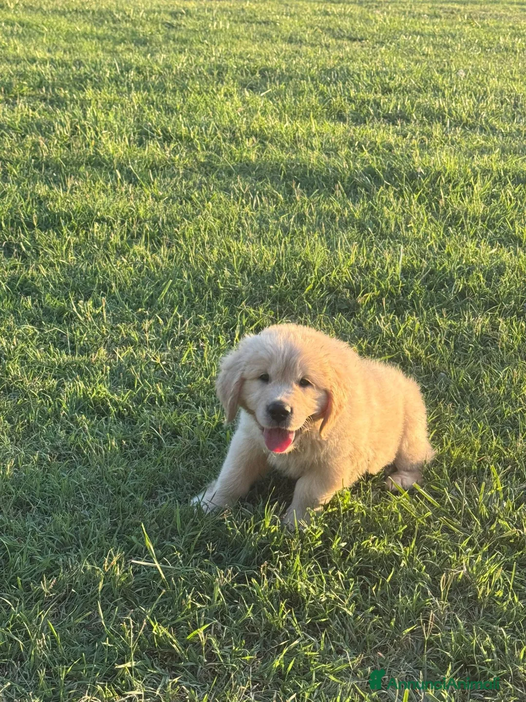 Golden Retriever cani in vendita: Golden sel. caratterialmente/morfologicamente  - Annuncio 1