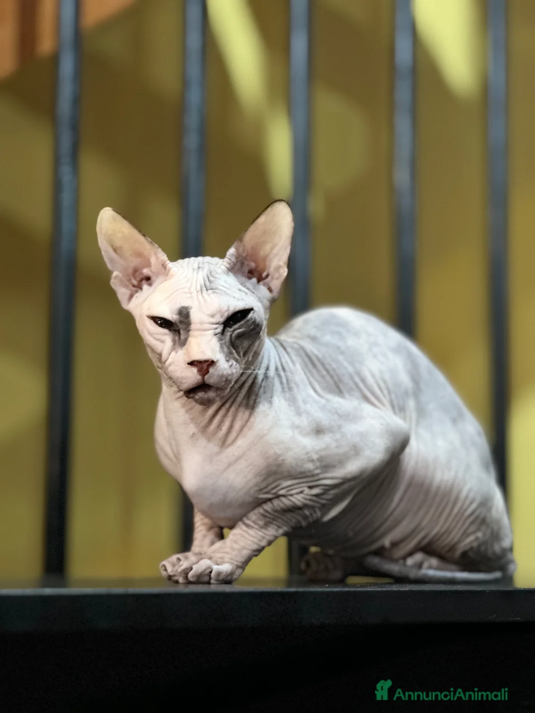 Sphynx gatti per accoppiamento: Femminuccia cerca gatto maschio  a Città metropolitana di Roma Capitale - Annuncio 3