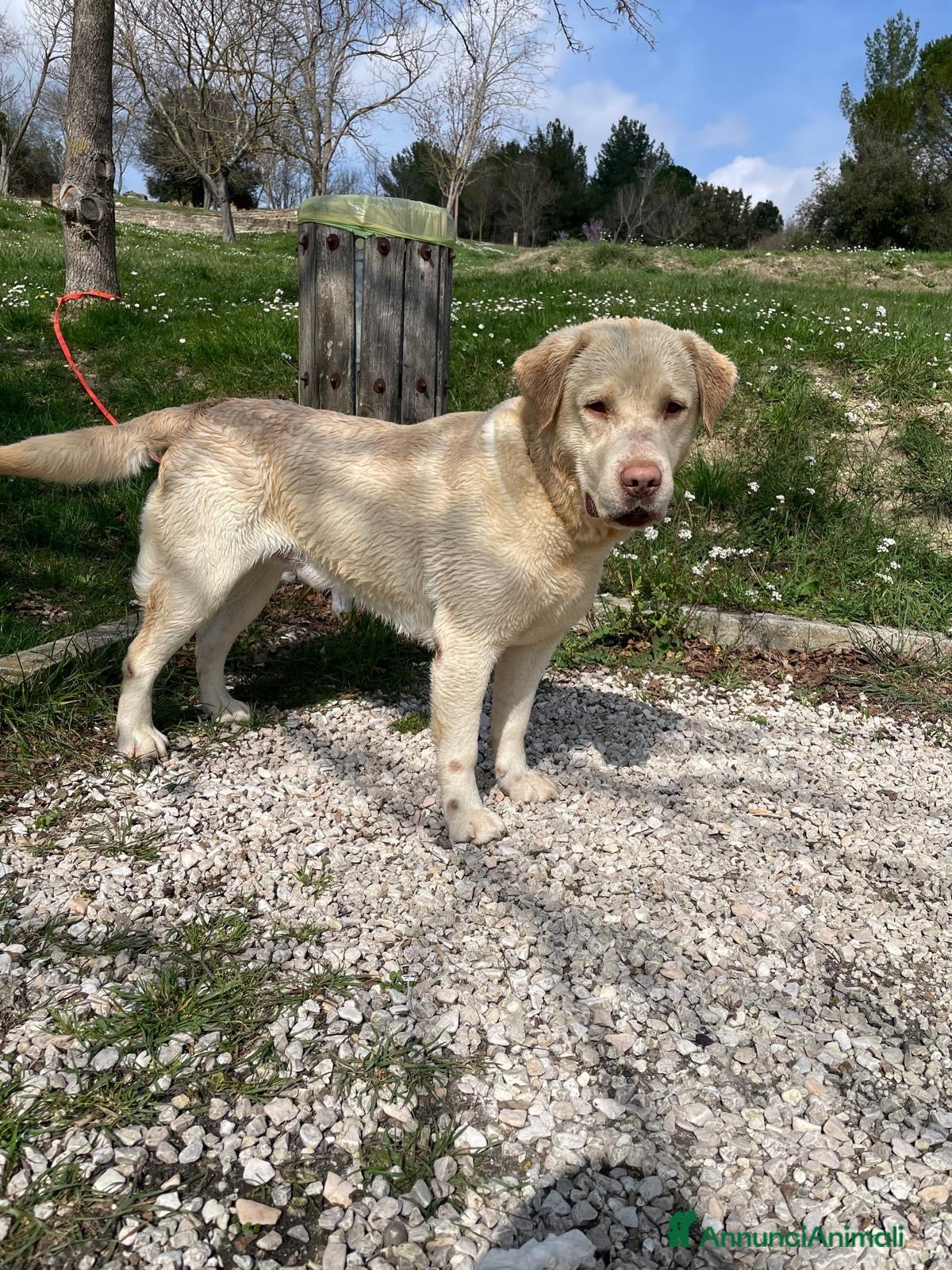 Labrador cani Cerco cagnolina per accoppiamento  - Annuncio 4