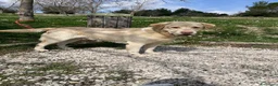 Labrador cani per accoppiamento: Cerco cagnolina per accoppiamento  a Provincia di Ancona - Annuncio 1