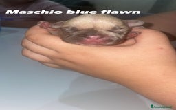 Bulldog Francese cani in vendita: Bulldog francese  a Provincia di Foggia - Immagine 3