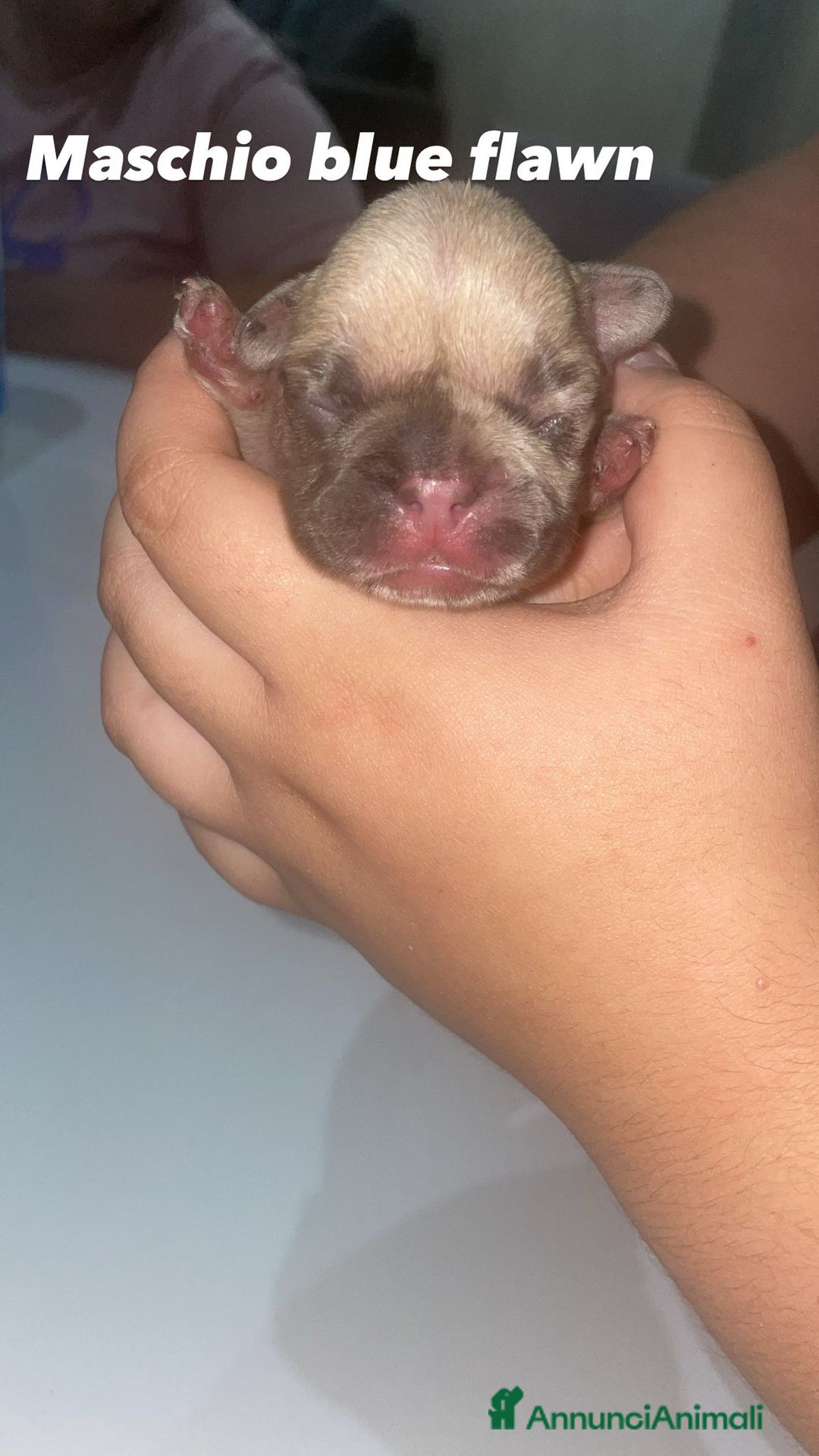 Bulldog Francese cani in vendita: Bulldog francese  a Provincia di Foggia - Immagine 3