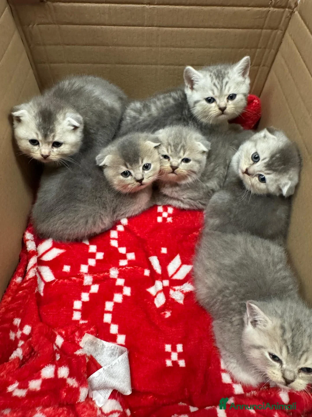 Scottish gatti in vendita: 🐾Prenotazione Cuccioli Scottish Fold🐾 - Annuncio 2