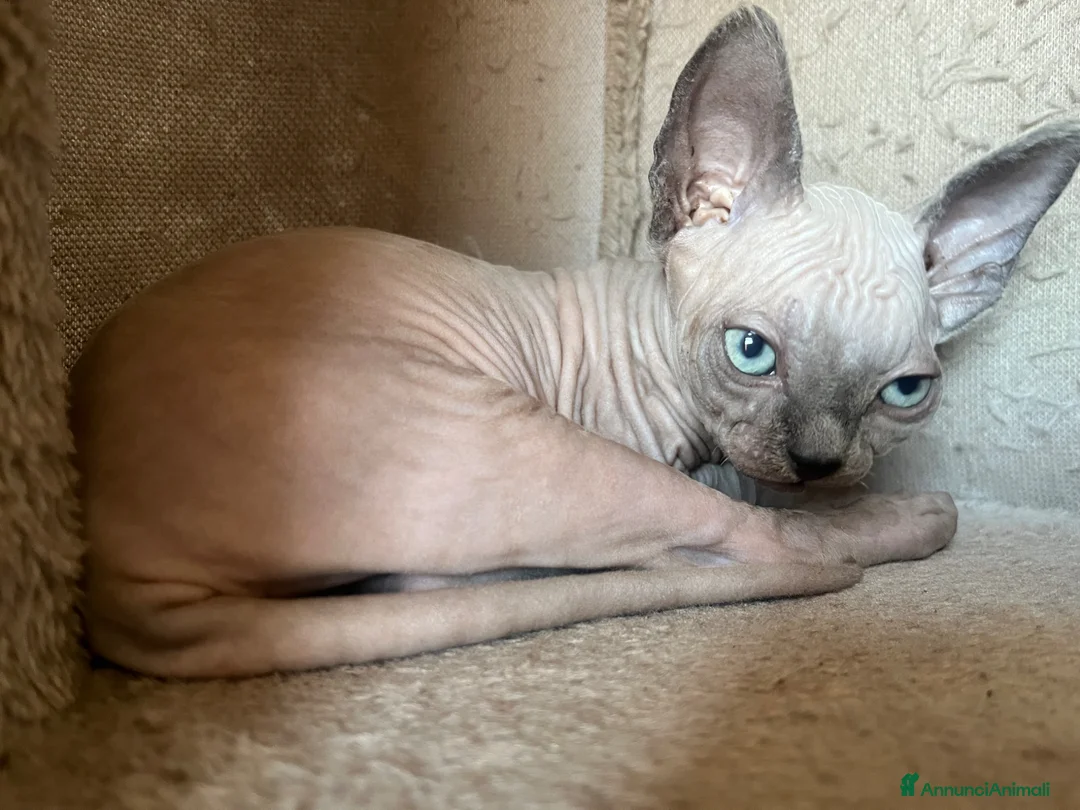 Sphynx gatti in vendita: Gattina Sphynx cerca casa  - Annuncio 2