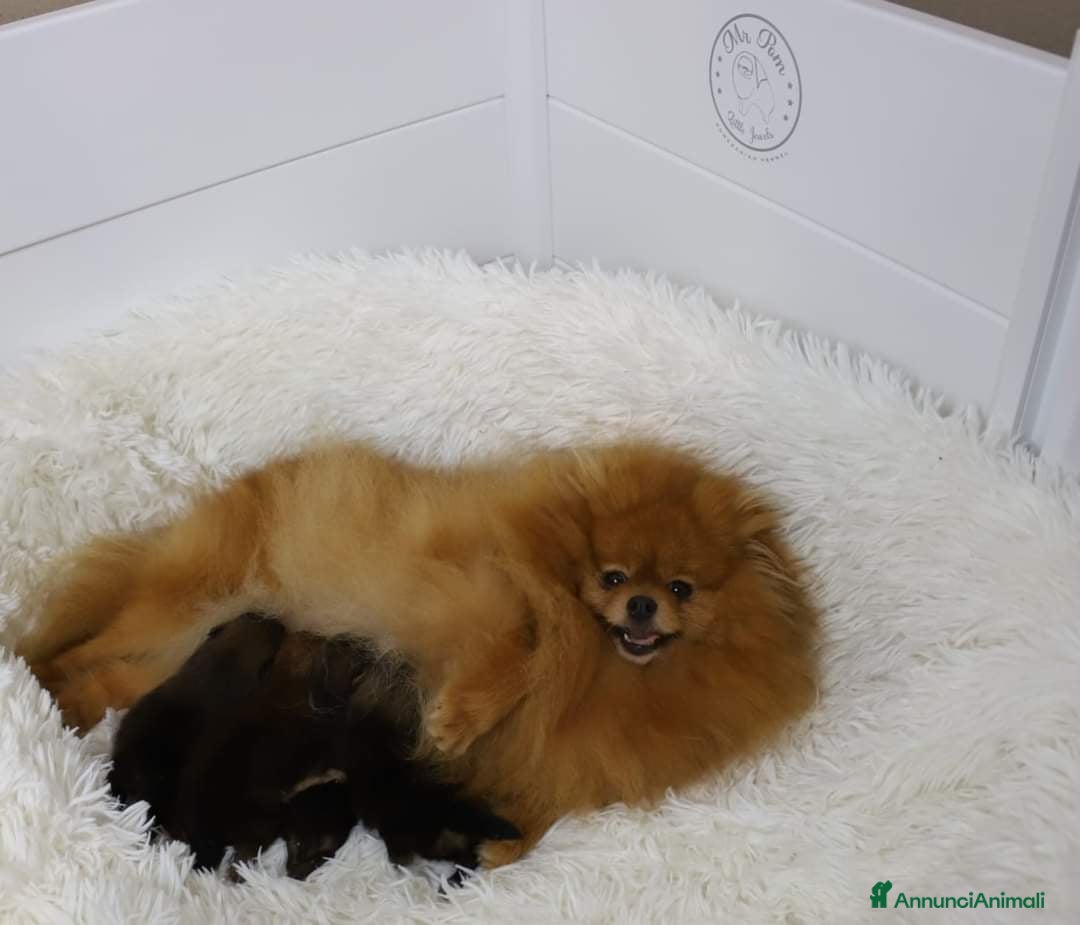 Volpino Pomerania cani in vendita:  Pomerania Spitz tedesco nano  - Annuncio 2