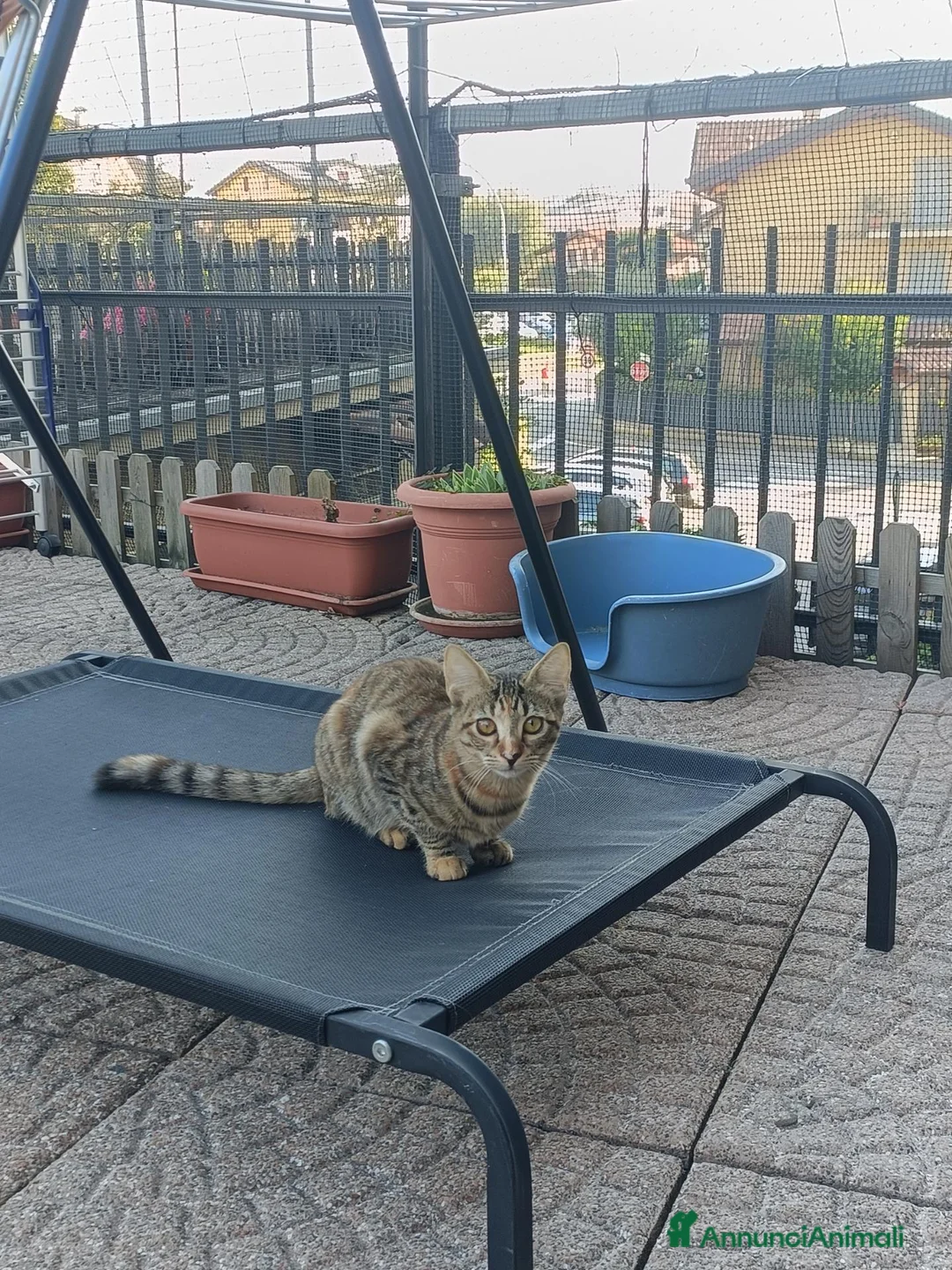Meticcio gatti in regalo: Trixie - Annuncio 1