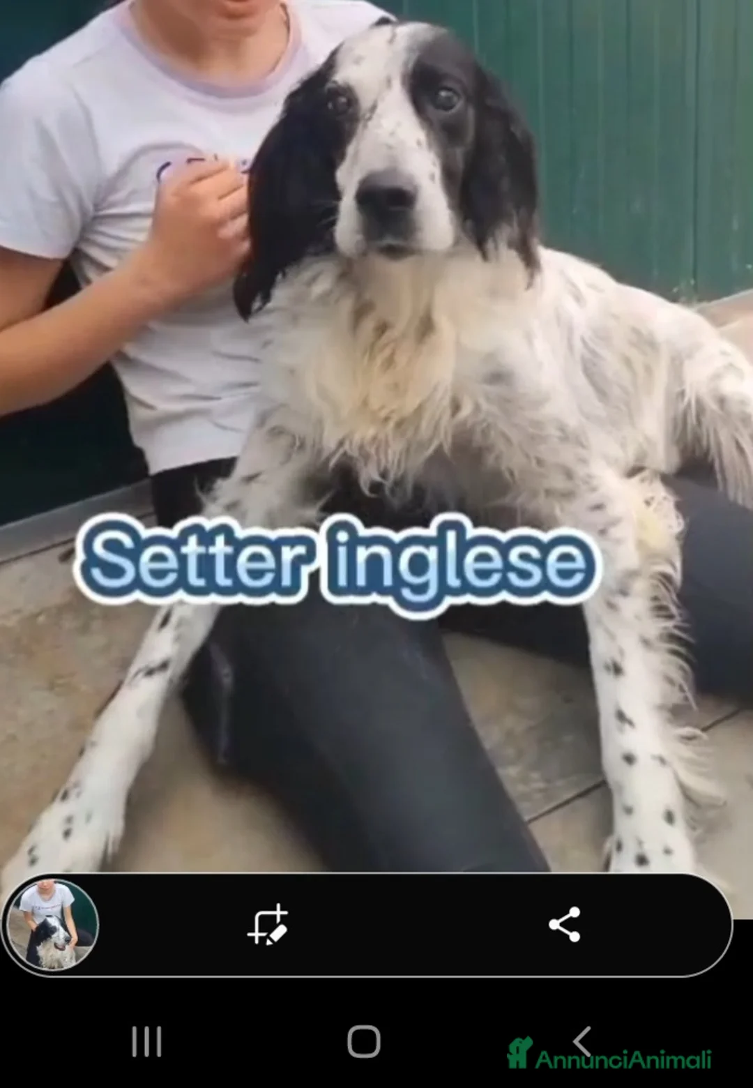 Setter Inglese cani in regalo: Setter inglese 10anni IPOVEDENTE SOS CASA BRESCIA - Annuncio 6