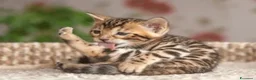 Bengala gatti in vendita: Cuccioli di Bengal o Bengala con Pedigree  - Annuncio 11