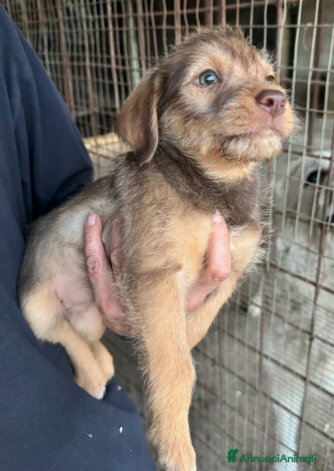 Meticcio cani in regalo: Nastja 2 mesi mix lagotto  - Annuncio 4