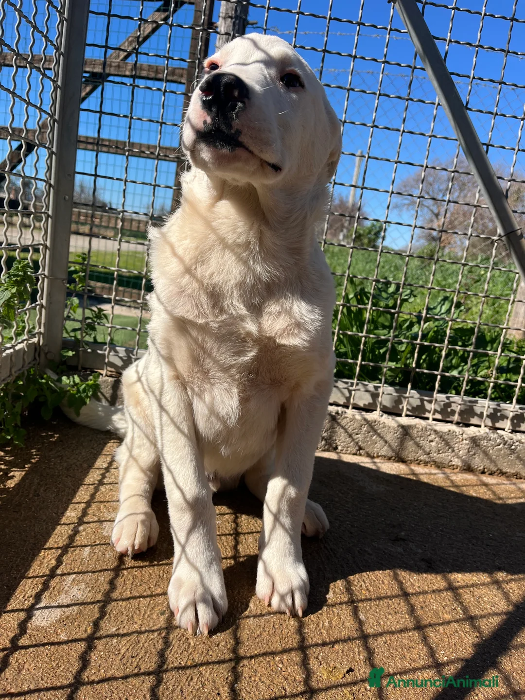 Meticcio cani in regalo: Zac. Cucciolo pauroso. Adozione consapevole - Annuncio 8