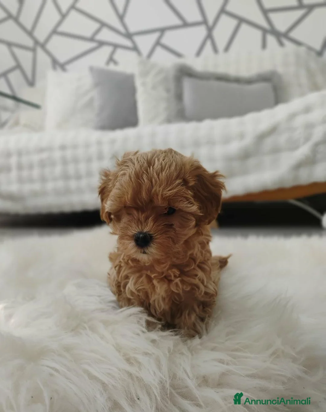 Meticcio cani in vendita: Cucciolata di 4 maschietti di Maltipoo - Annuncio 13