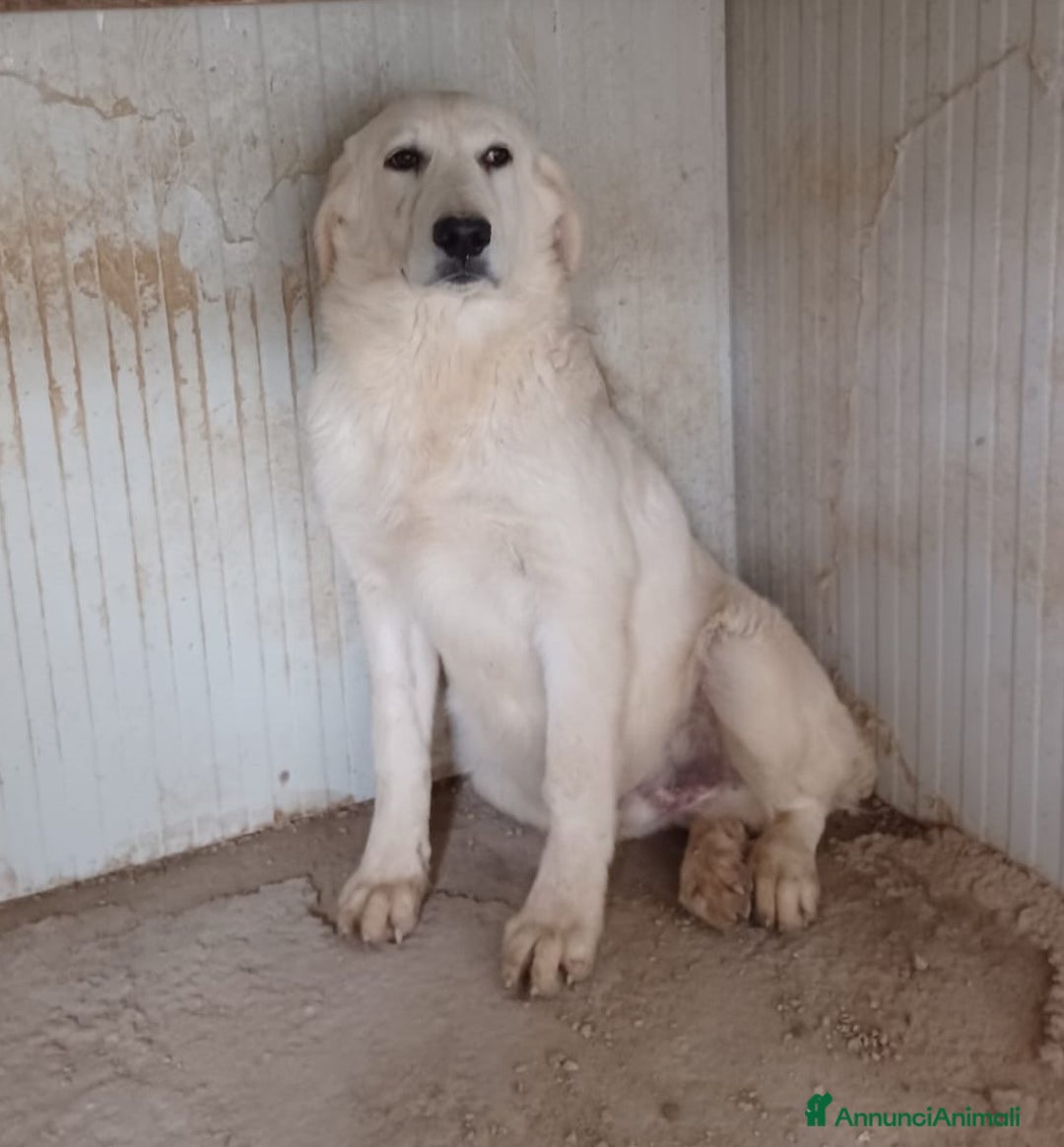 Meticcio cani in regalo: LO SPLENDIDO OSLO a Provincia autonoma di Bolzano - Alto Adige - Annuncio 5