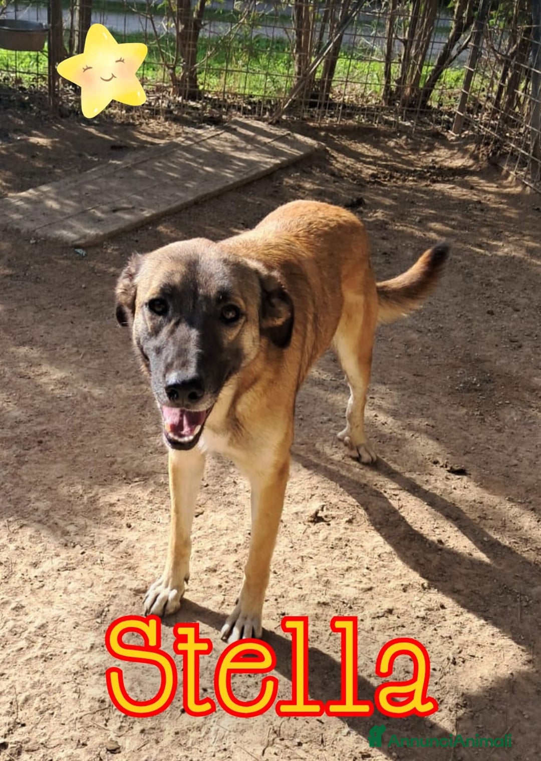 Meticcio cani in regalo: STELLA cucciola birichina - Annuncio 1