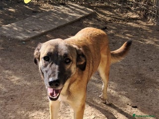 Meticcio cani STELLA cucciola birichina - Annuncio 34
