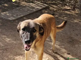Meticcio cani STELLA cucciola birichina - Annuncio 41