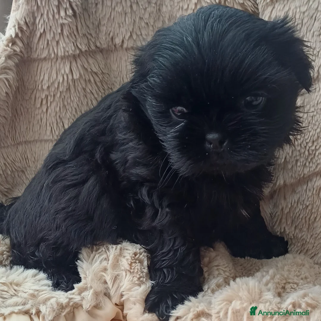 Shih Tzu cani in vendita: Cucciolo shih-tzu shitzu shihtzu con pedegree  - Annuncio 5