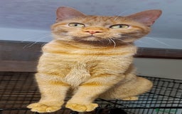 Altre razze gatti in regalo: Gatta arancione  - Immagine 4