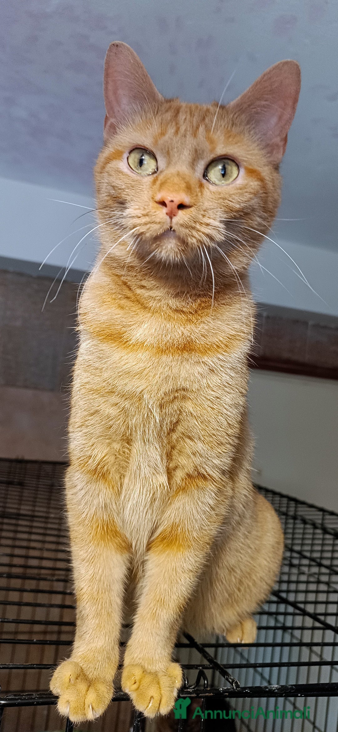 Altre razze gatti in regalo: Gatta arancione  - Immagine 4