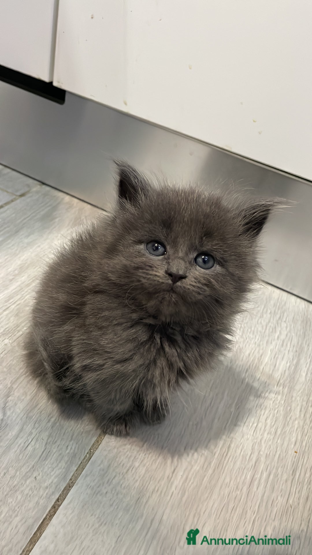 Maine Coon gatti in vendita: Cuccioli mainecoon - Annuncio 4