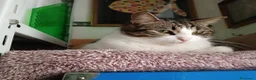 Meticcio gatti in regalo: Gattini - Annuncio 2
