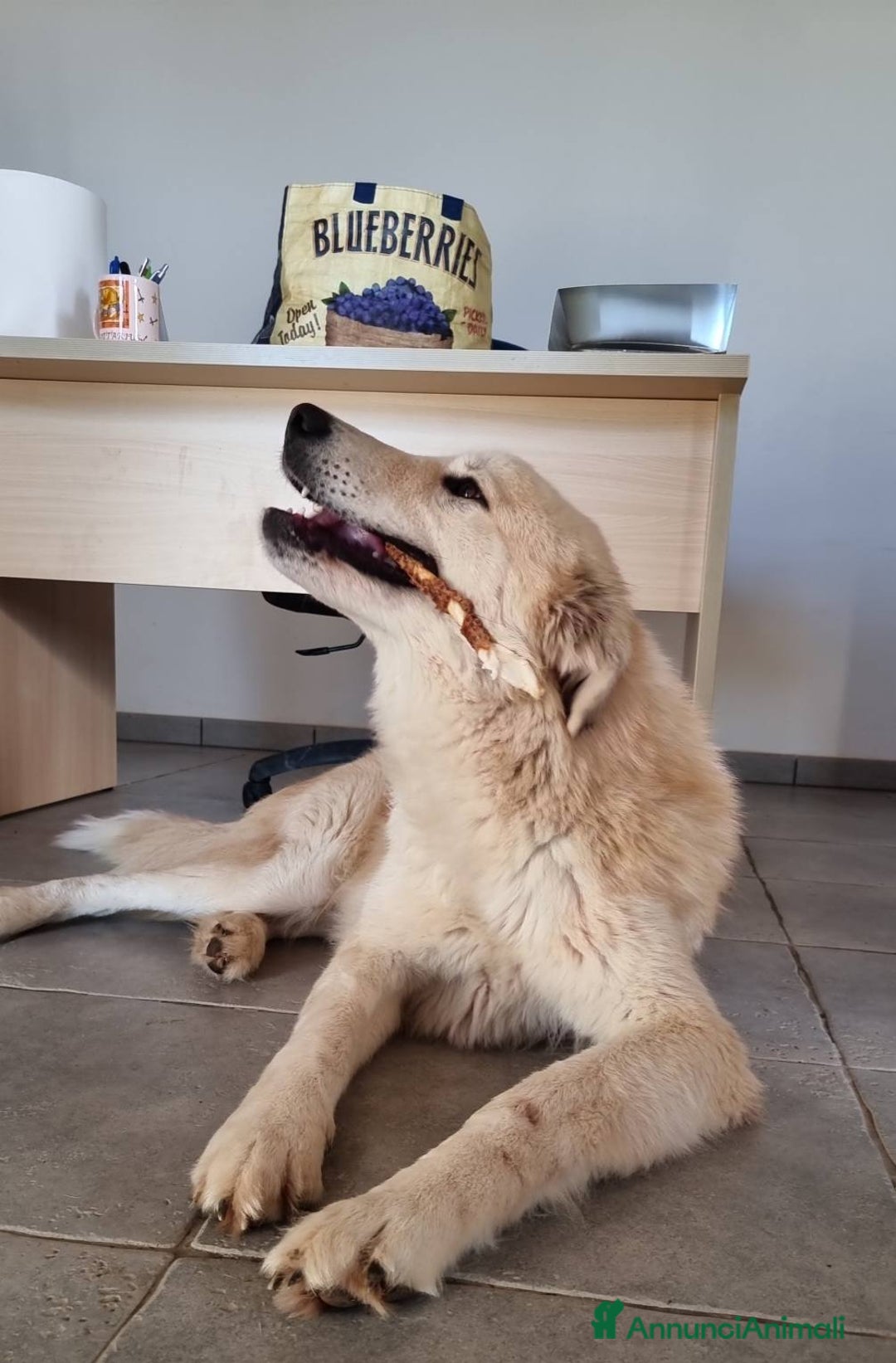Meticcio cani in regalo: Patrick, il capolavoro! a Città Metropolitana di Bari - Immagine 7