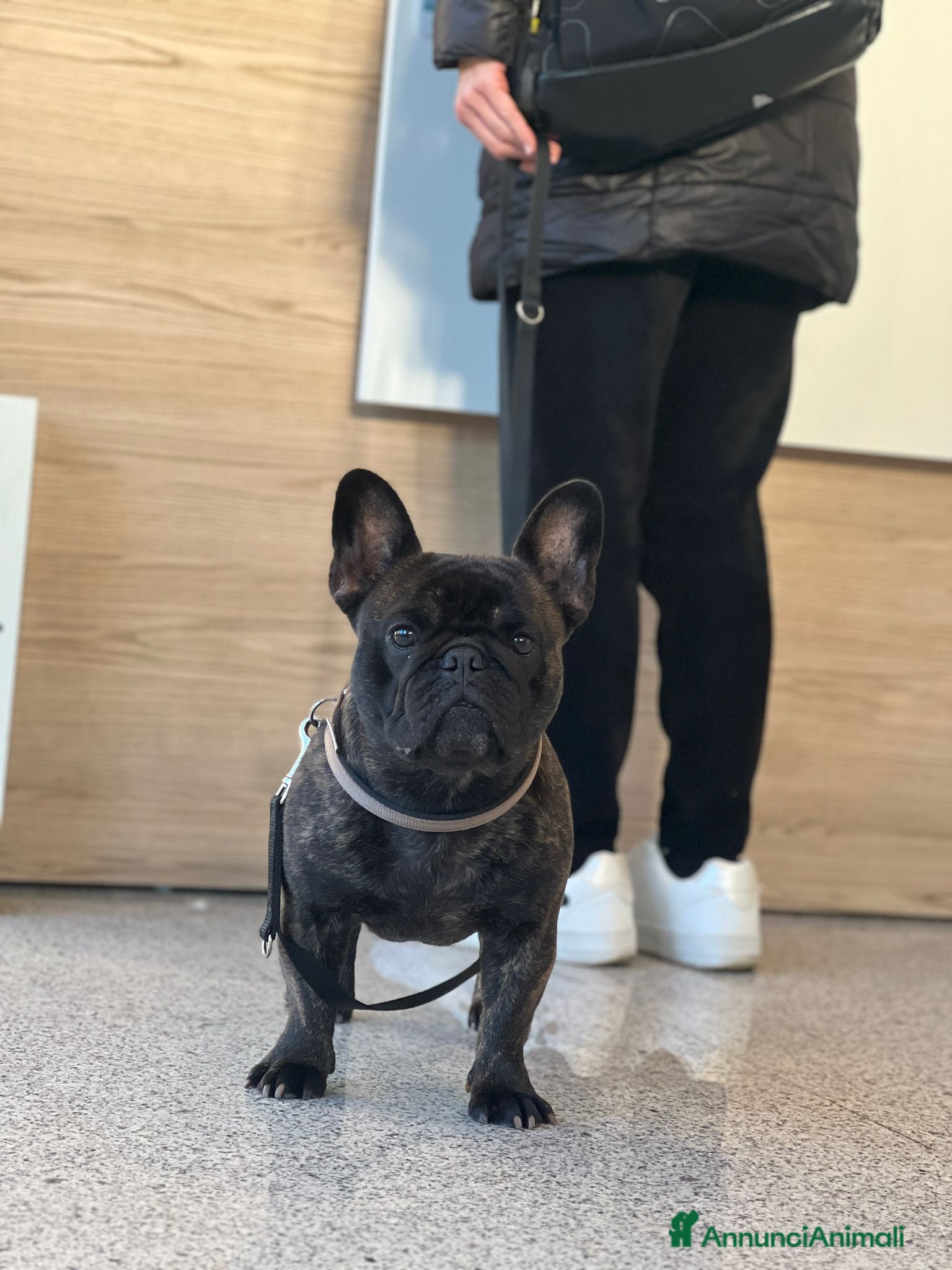 Bulldog Francese cani in vendita: Cucciolo bulldog francese  - Annuncio 8