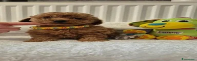 Maltipoo 3